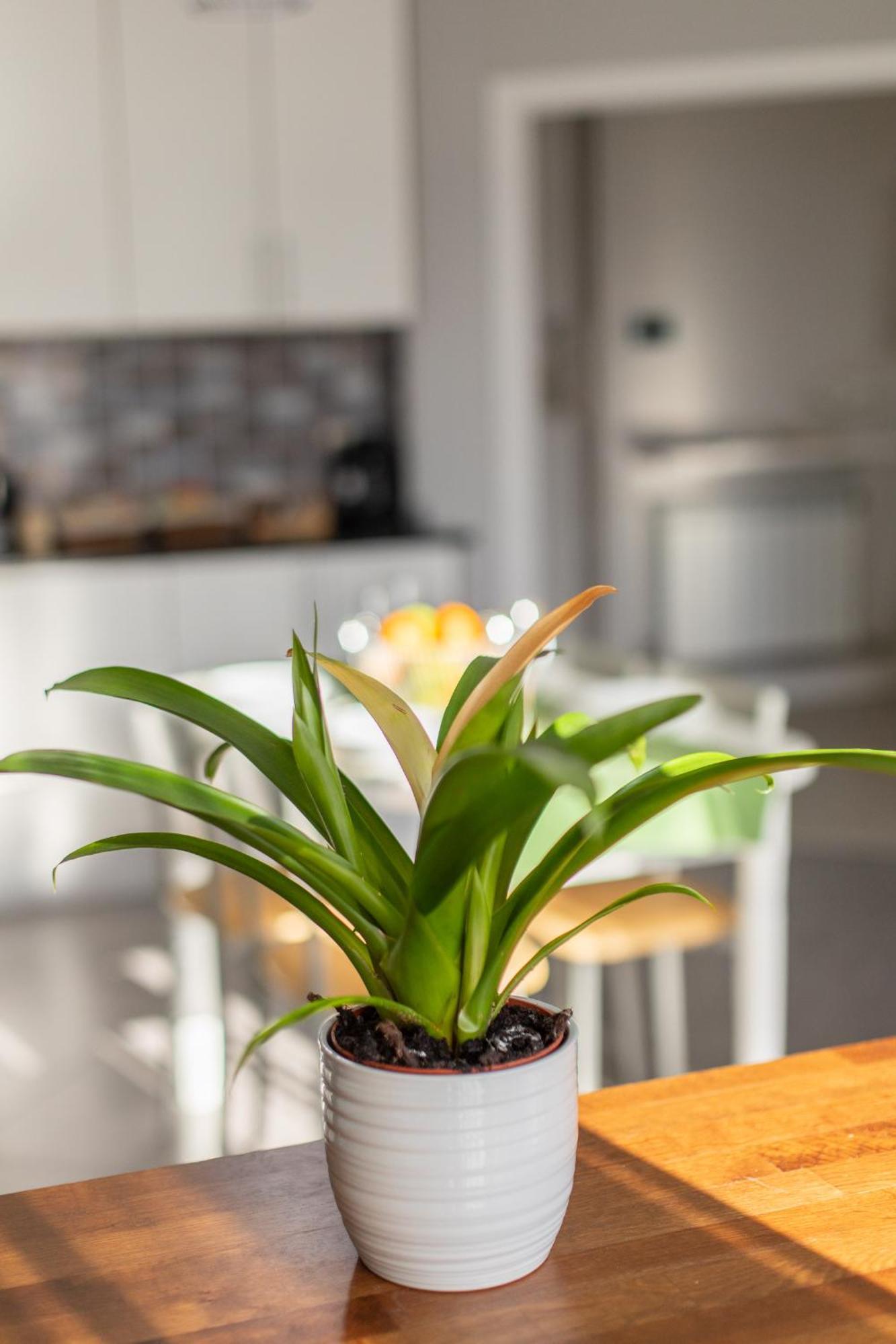 Veigas De Iria - Apartamento Turistico Vut Padrón Eksteriør billede